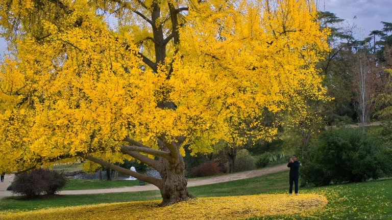 A person photographs a ginkgo tree in full autumnal yellow, capturing the essence of fall beauty
